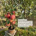 Dwarf Ruixue Apple Bonsai Tree