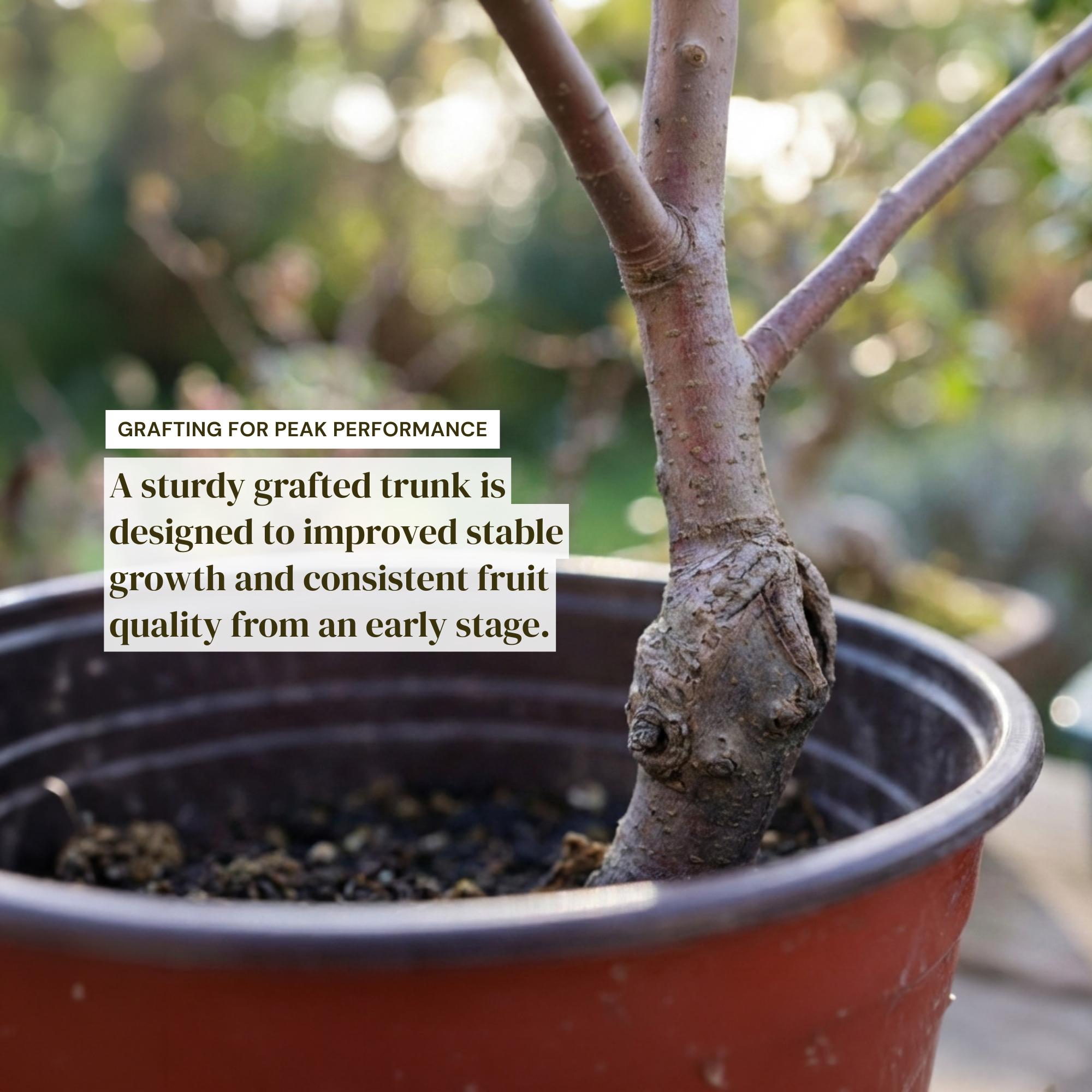 mini apple bonsai tree Dwarf Ruixue Apple Bonsai Tree