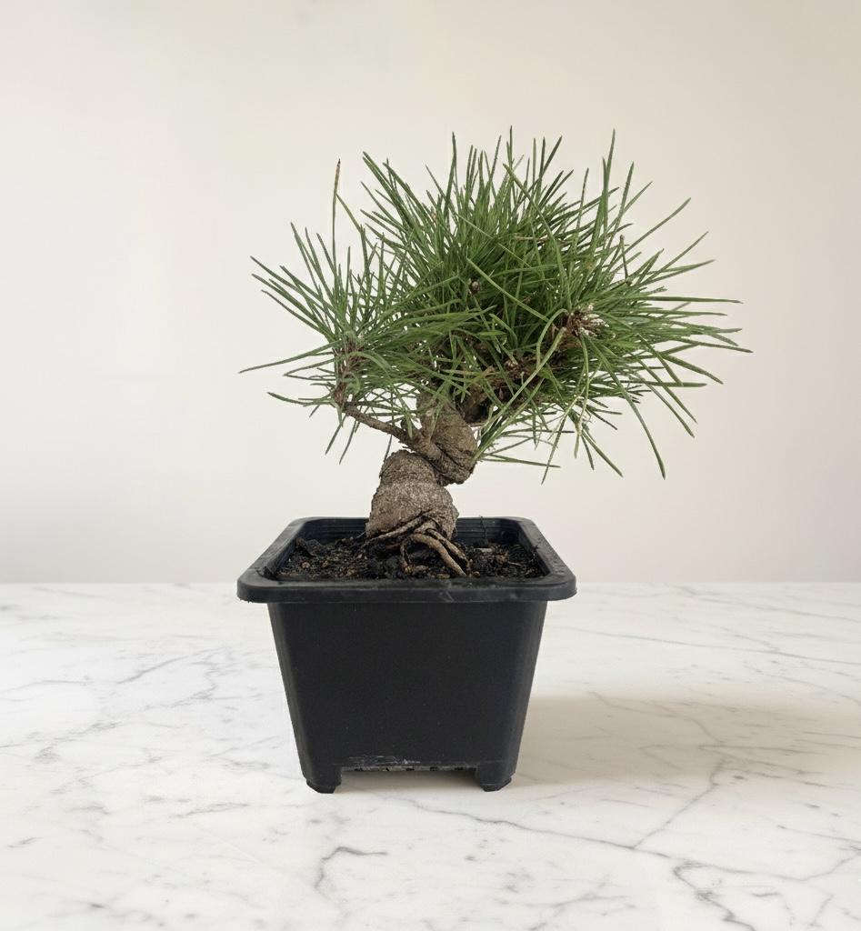 Long-Needle Japanese Black Pine Bonsai