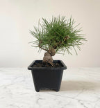 Long-Needle Japanese Black Pine Bonsai