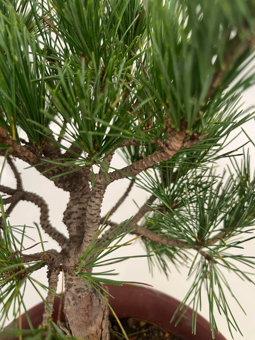 Japanese White Pine Bonsai