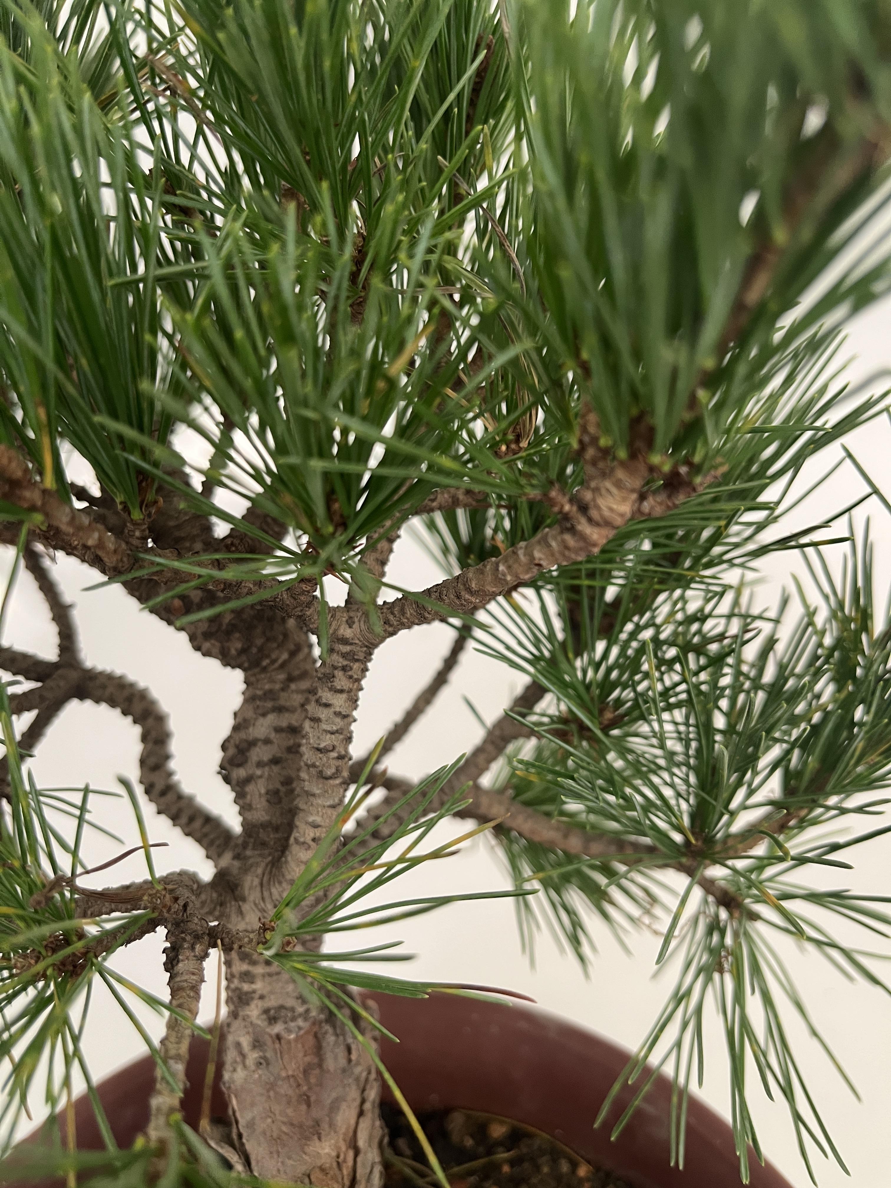 Japanese White Pine Bonsai