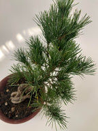 Japanese White Pine Bonsai