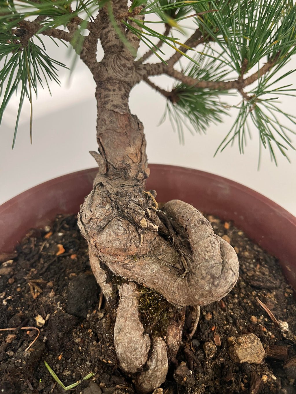 Japanese White Pine Bonsai
