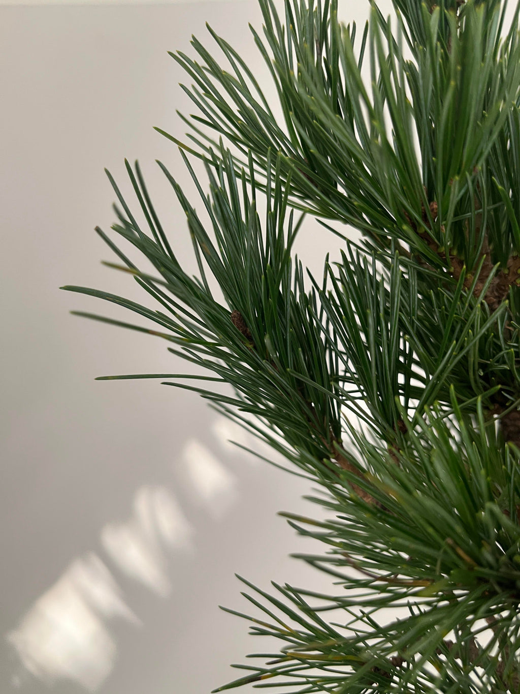 Japanese White Pine Bonsai