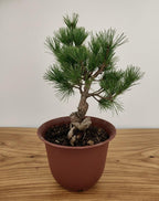 Japanese White Pine Bonsai