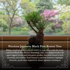 Hand-Cultivated Japanese Black Pine Bonsai with Sculptural Ball-Shaped Trunk