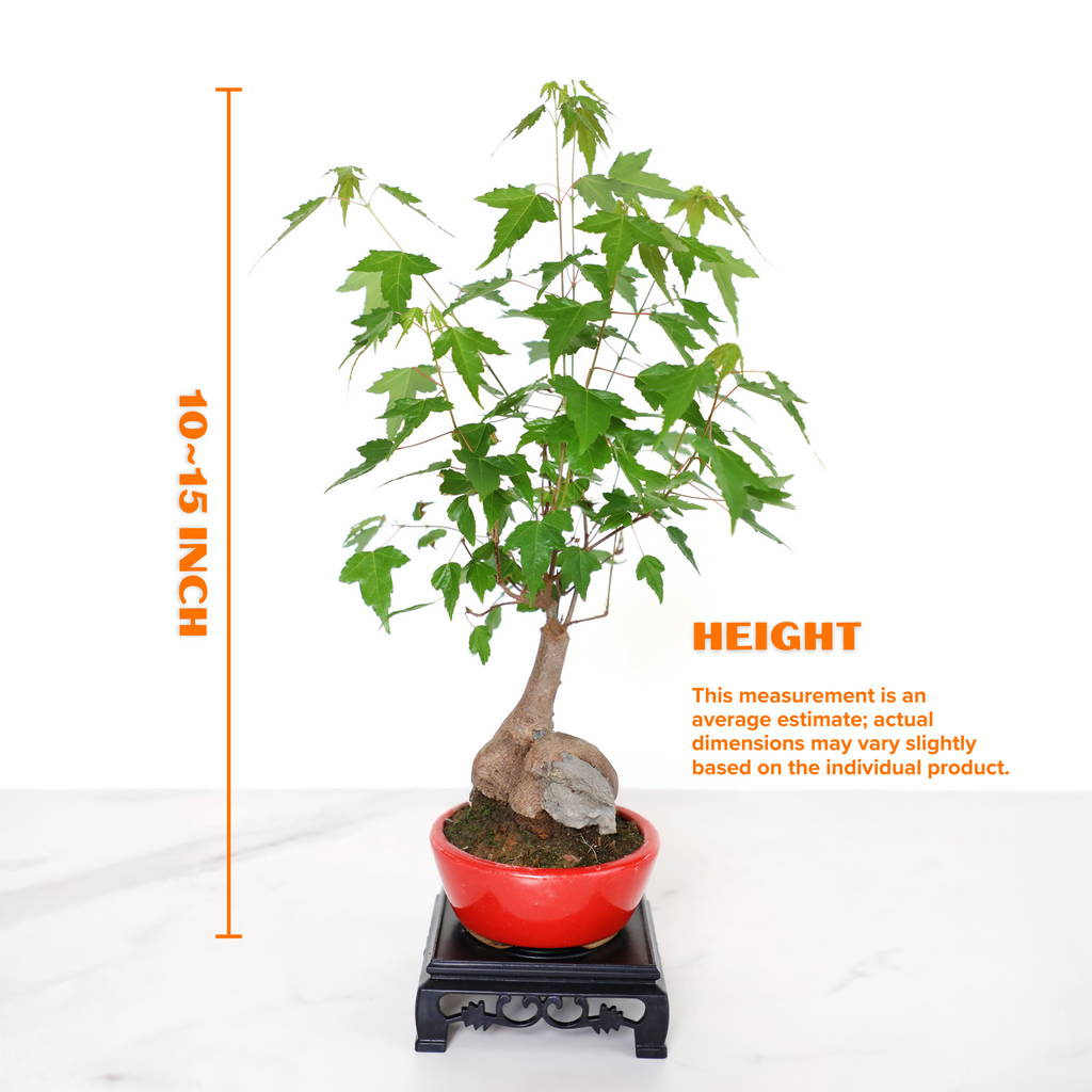 Mini Trident Maple Bonsai