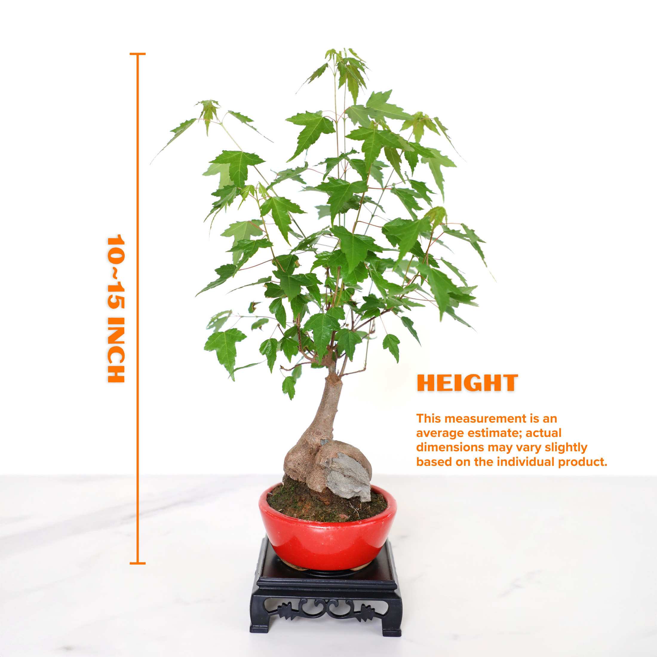 Mini Trident Maple Bonsai