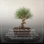 Long-Needle Japanese Black Pine Bonsai