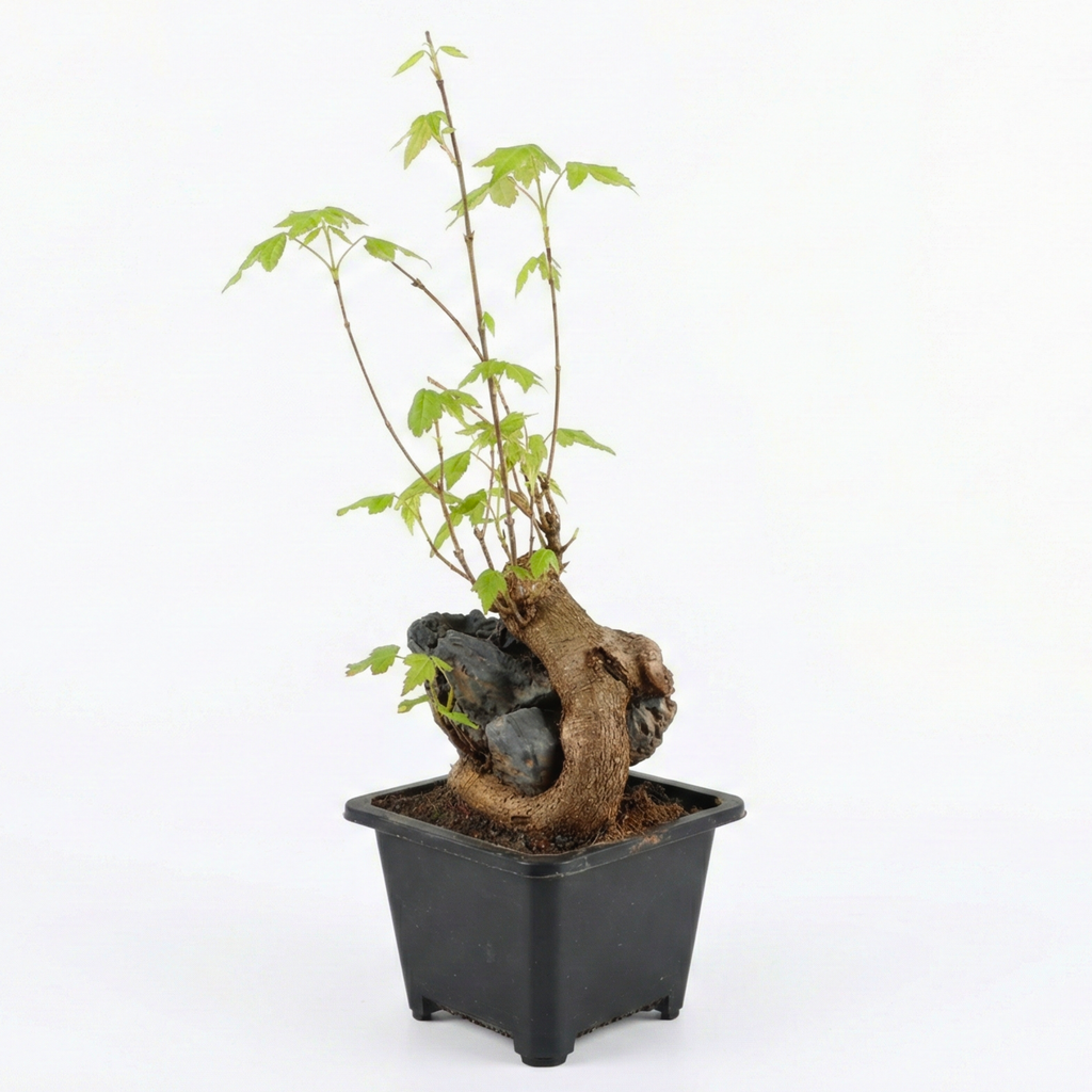Mini Trident Maple Bonsai