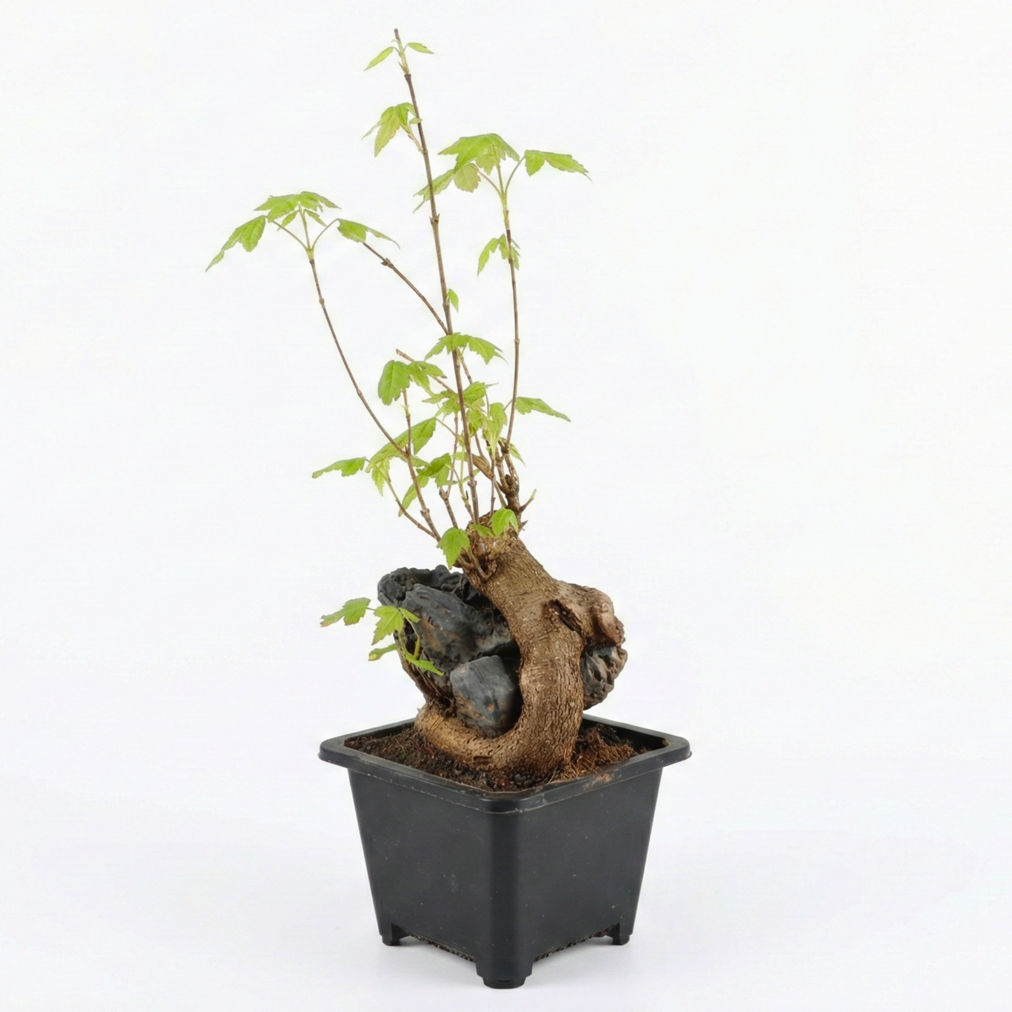 Mini Trident Maple Bonsai