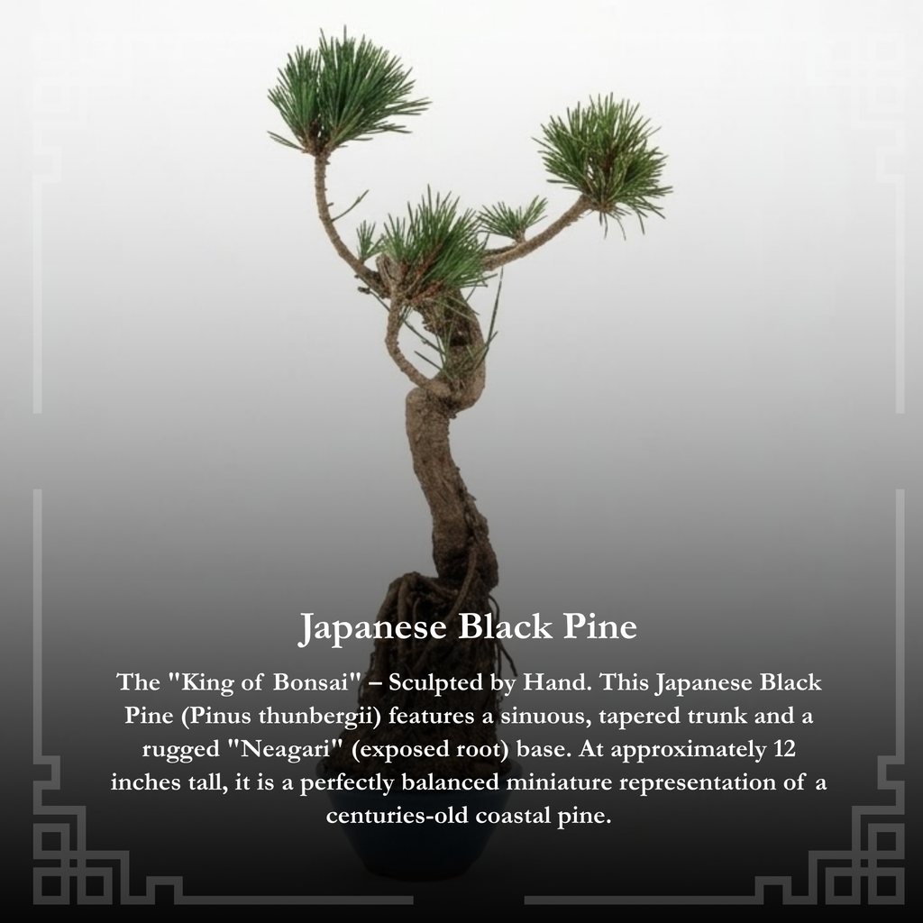 Literati-Style Japanese Black Pine – Twisted Trunk Evergreen Bonsai