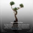 Literati-Style Japanese Black Pine – Twisted Trunk Evergreen Bonsai