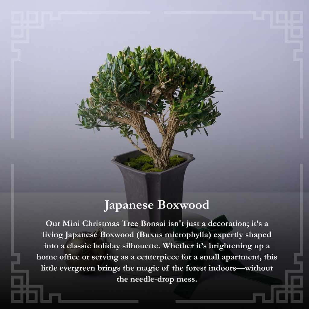 Mini Japanese Boxwood Christmas Tree Bonsai