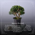 Mini Japanese Boxwood Christmas Tree Bonsai