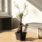 Chinese Elm Bonsai Tree Seedling