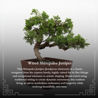 Wired Shimpaku Juniper Bonsai Tree - Hand-Styled Artistic Twisted Trunk