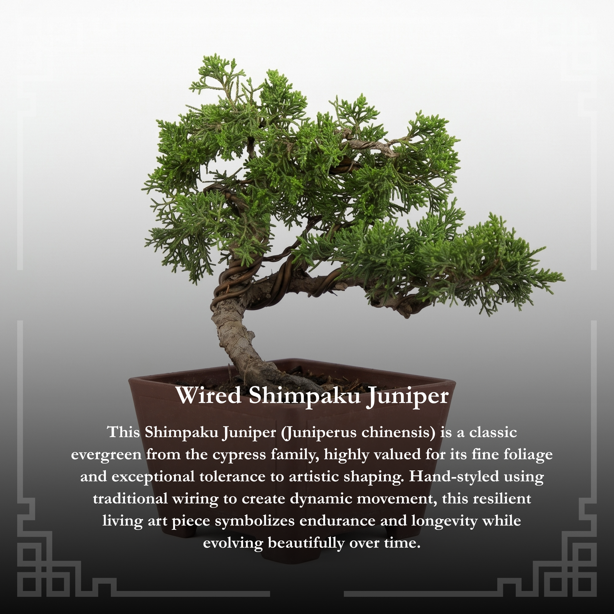 Wired Shimpaku Juniper Bonsai Tree - Hand-Styled Artistic Twisted Trunk