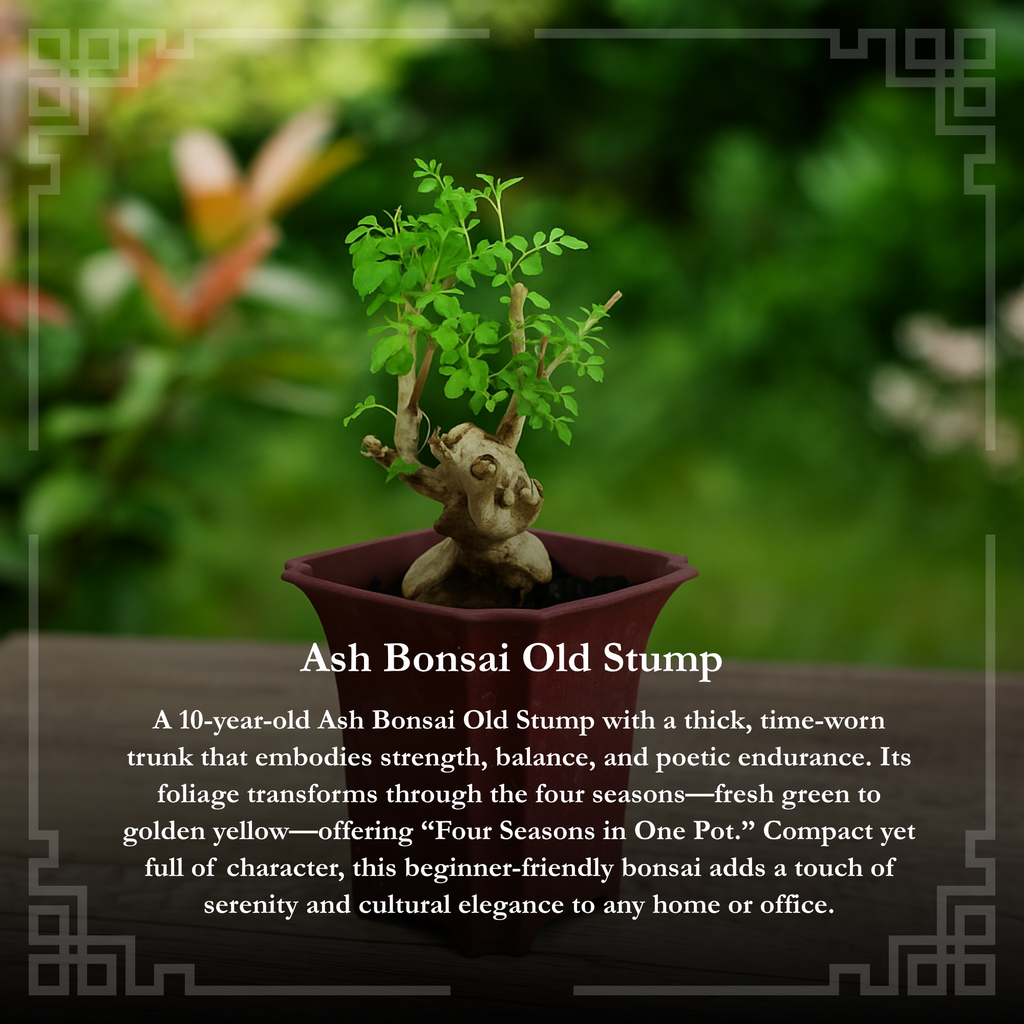 Ash Bonsai Old Stump – 10-Year-Old Mini Bonsai with Thick Trunk