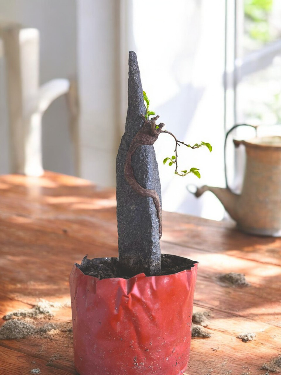 Chinese Elm Bonsai Tree