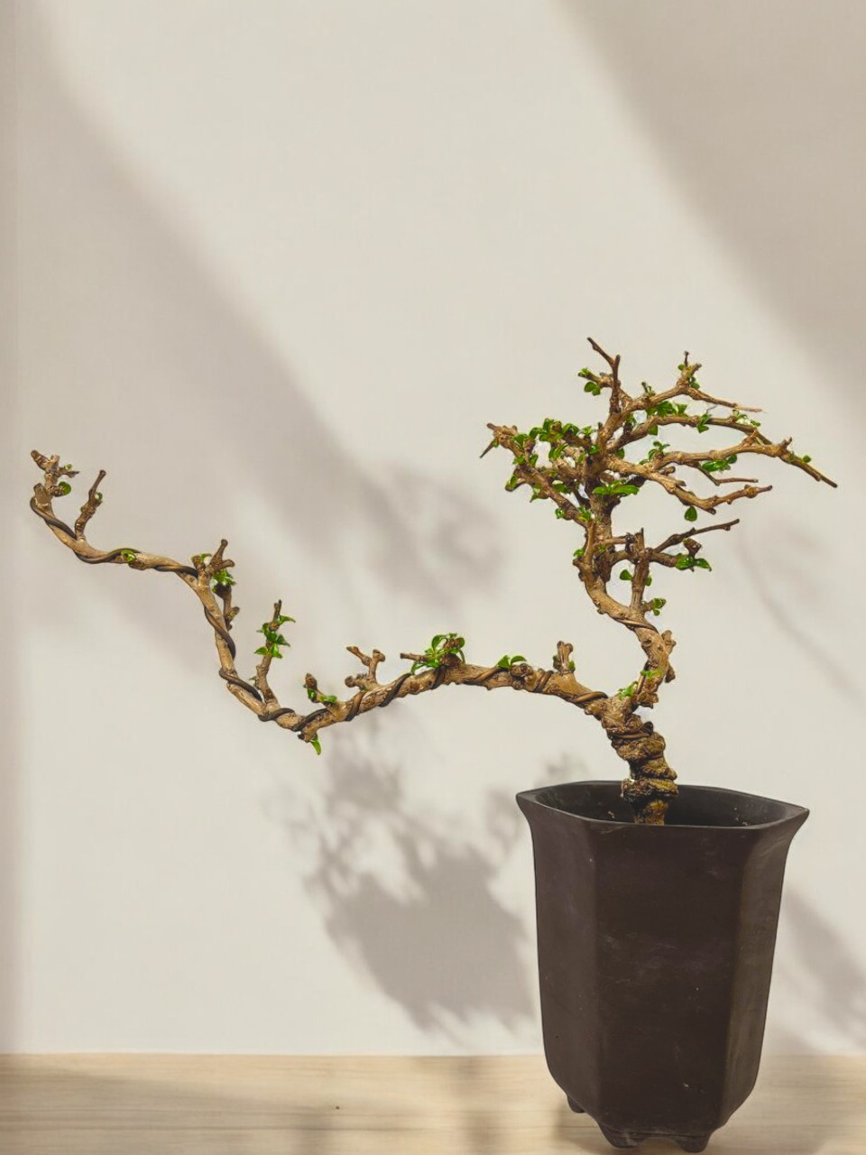 Mini Fukien Tea Bonsai