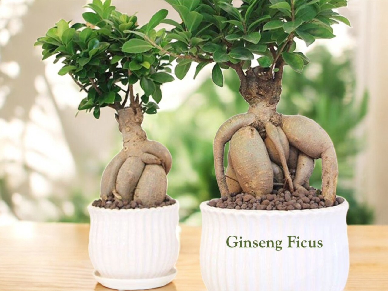 ginseng grafted ficus bonsai tree Ginseng Ficus Bonsai – Time in Pot