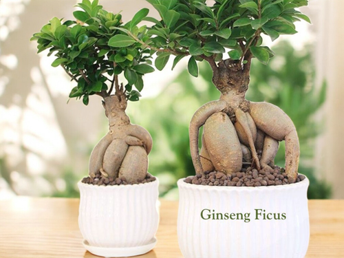 Ginseng Ficus Bonsai