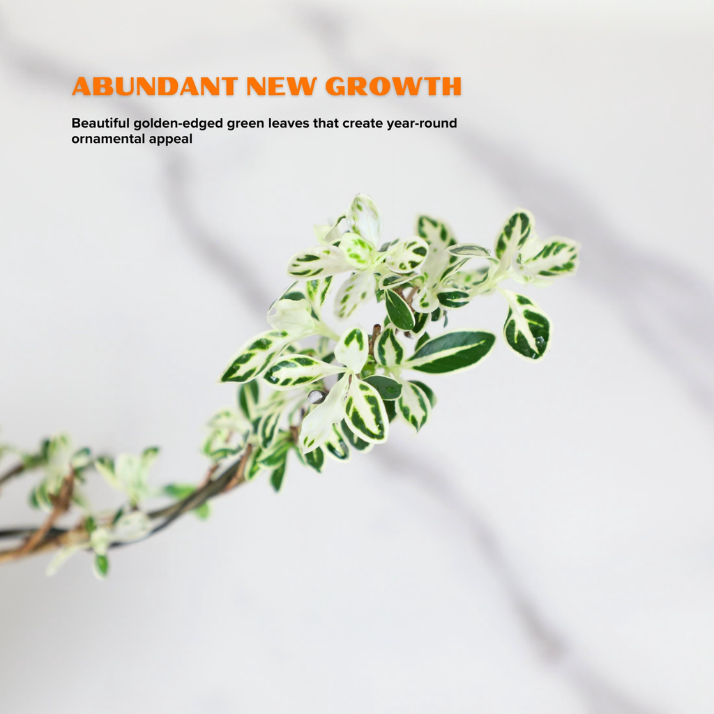 "Snow in June" Mini Variegated Snowrose Bonsai