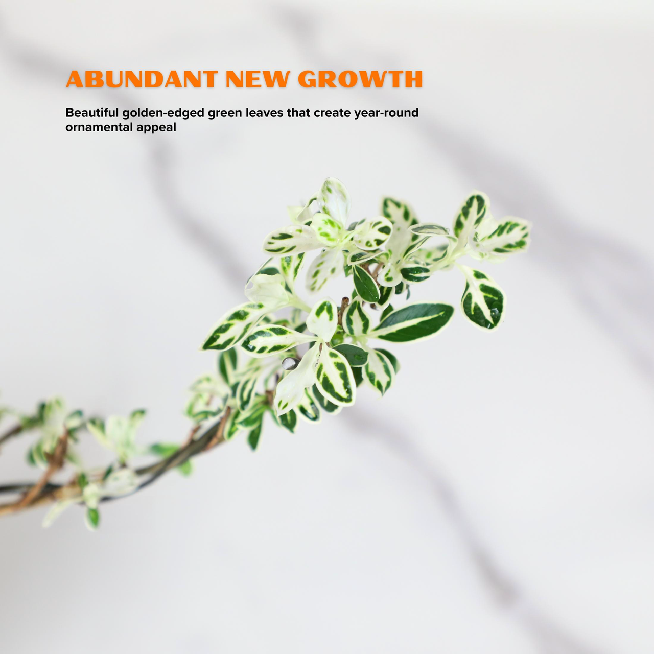 "Snow in June" Mini Variegated Snowrose Bonsai