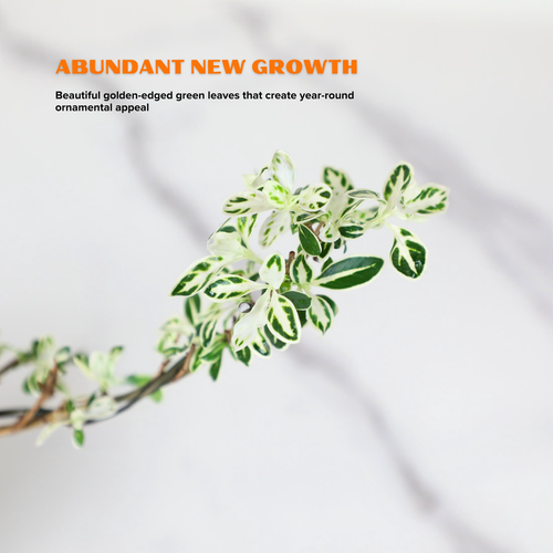 "Snow in June" Mini Variegated Snowrose Bonsai