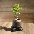 Mini Quince Bonsai