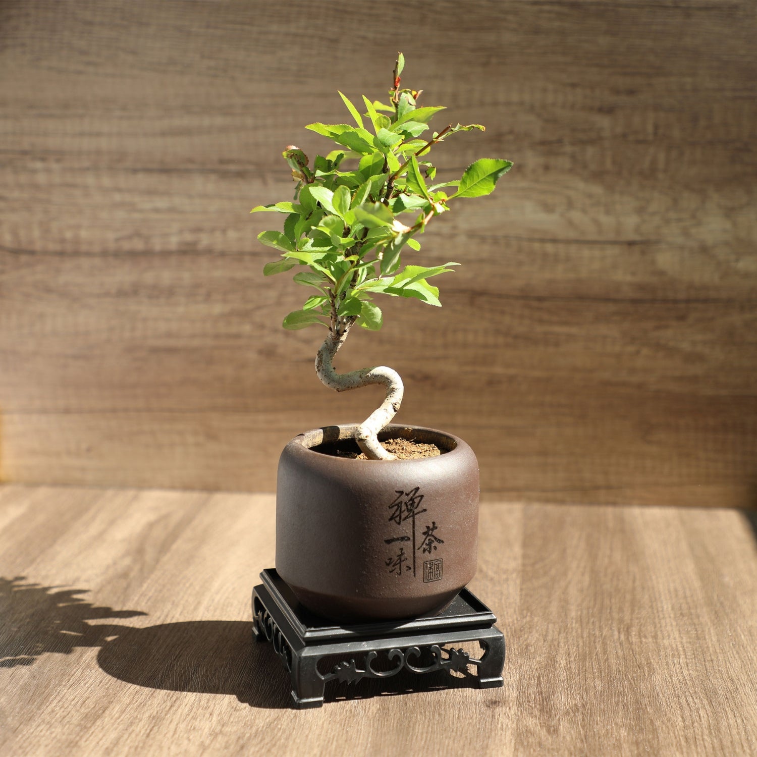Mini Quince Bonsai