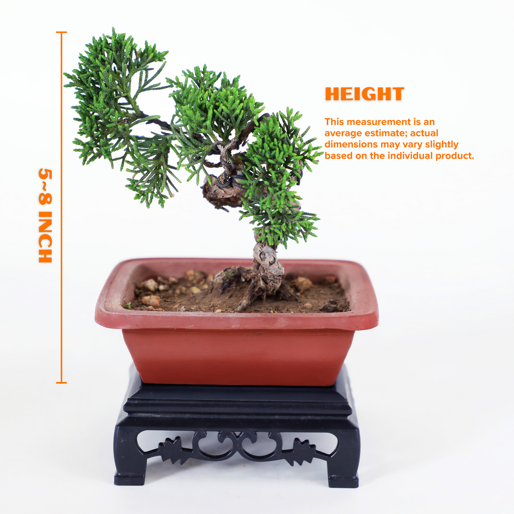 Shimpaku Juniper Cypress Bonsai