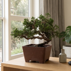 Wired Shimpaku Juniper Bonsai Tree - Hand-Styled Artistic Twisted Trunk