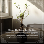 Chinese Elm Bonsai Tree Seedling