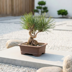 Long-Needle Japanese Black Pine Bonsai