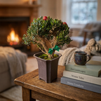 Mini Japanese Boxwood Christmas Tree Bonsai