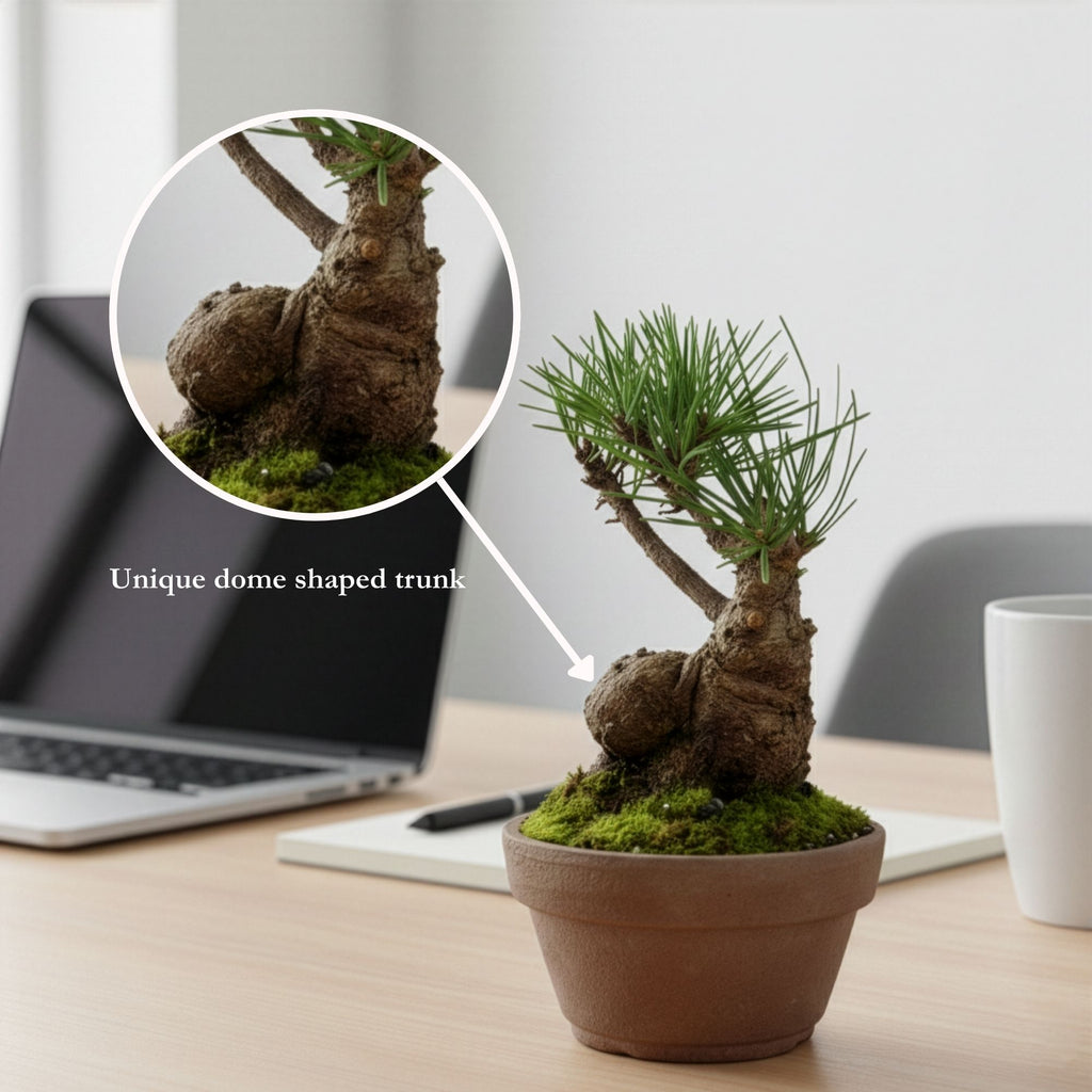 Hand-Cultivated Japanese Black Pine Bonsai with Sculptural Ball-Shaped Trunk