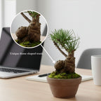 Hand-Cultivated Japanese Black Pine Bonsai with Sculptural Ball-Shaped Trunk