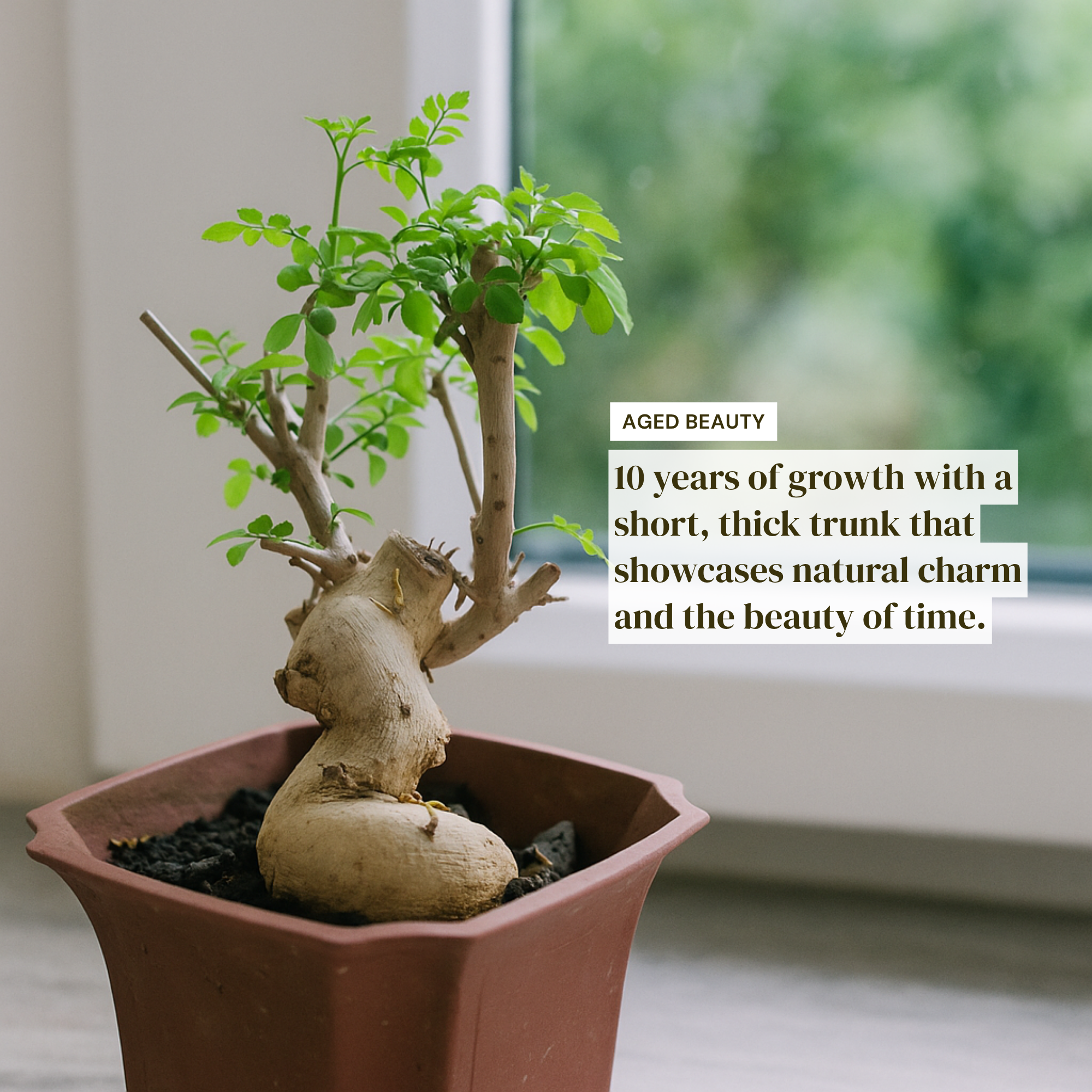 Ash Bonsai Old Stump – 10-Year-Old Mini Bonsai with Thick Trunk