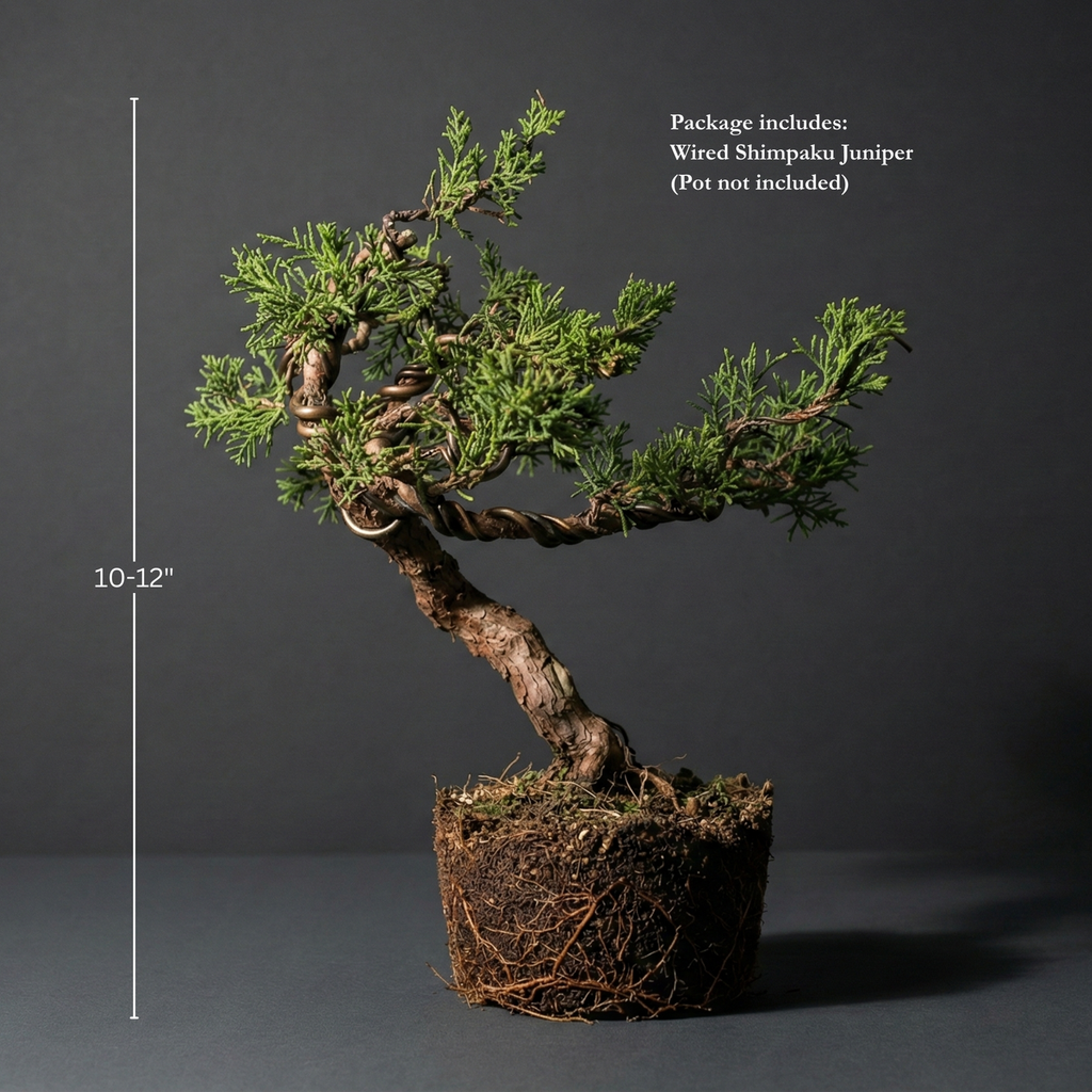 Wired Shimpaku Juniper Bonsai Tree - Artistic Twisted Trunk Juniperus chinensis,Hand-Styled Artistic Juniper Bonsai,Live Mini Bonsai