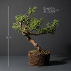 Wired Shimpaku Juniper Bonsai Tree - Hand-Styled Artistic Twisted Trunk