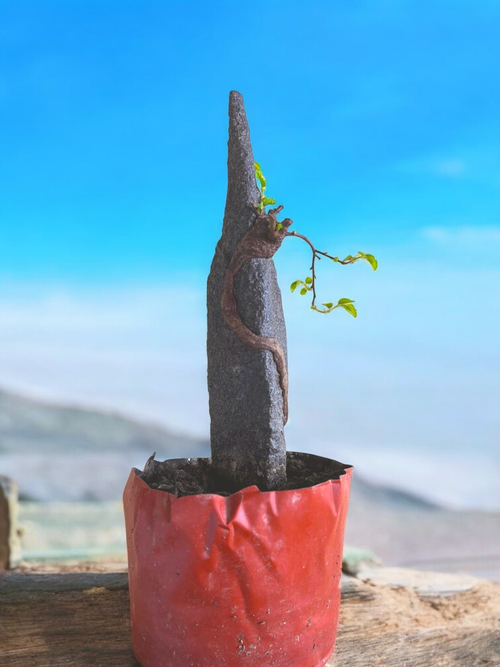Chinese Elm Bonsai Tree
