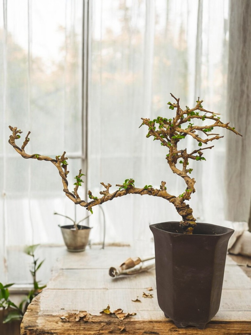 Mini Fukien Tea Bonsai