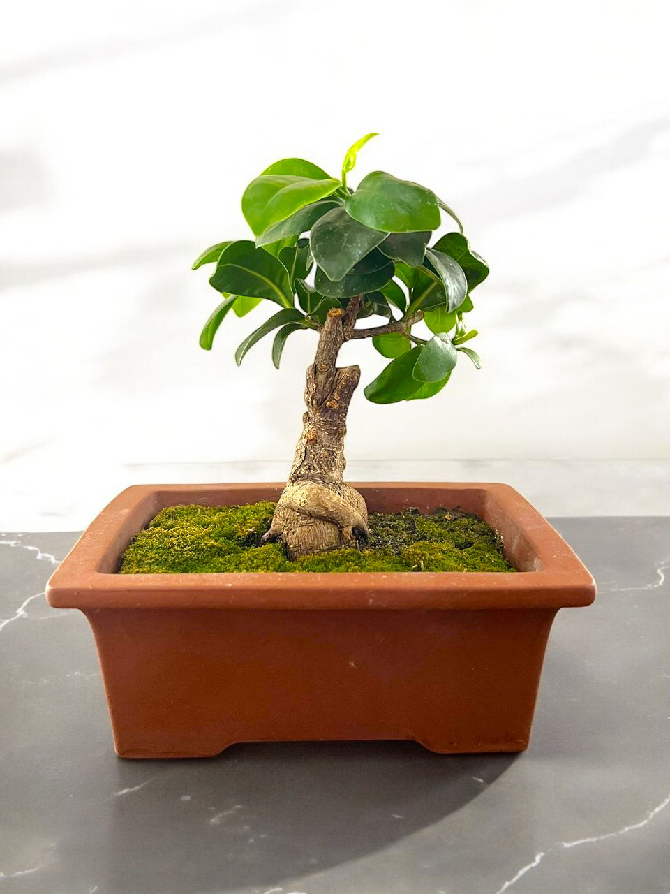ginseng ficus bonsai tree pruning Ginseng Ficus Bonsai – Time in Pot