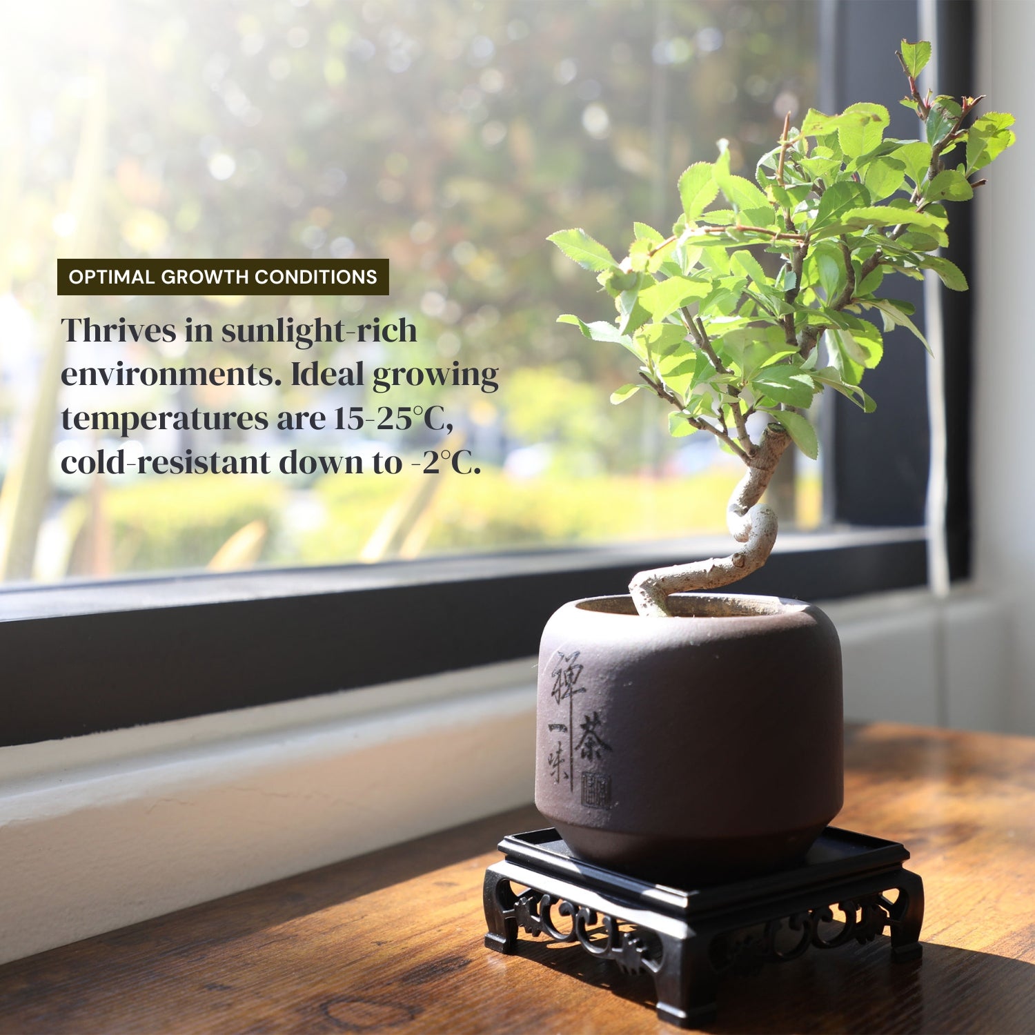 Mini Quince Bonsai