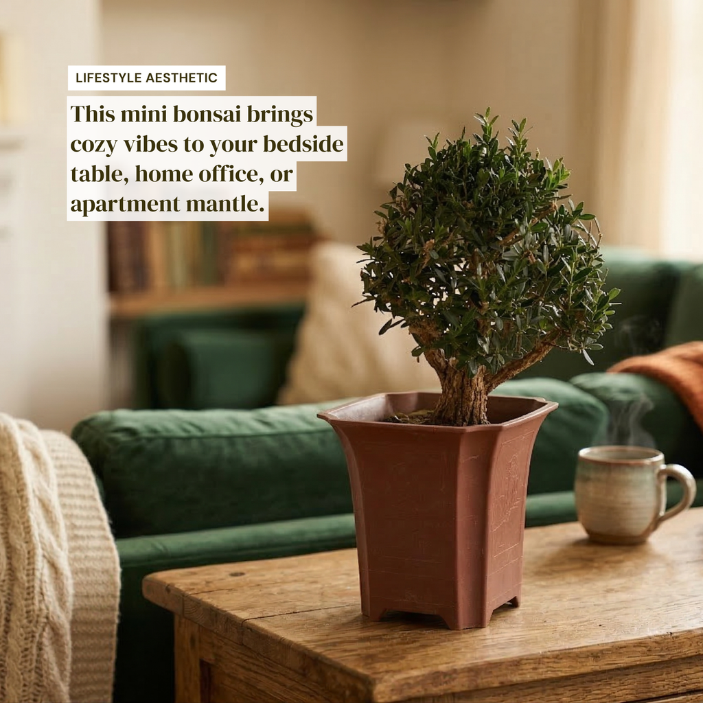 Mini Japanese Boxwood Christmas Tree Bonsai