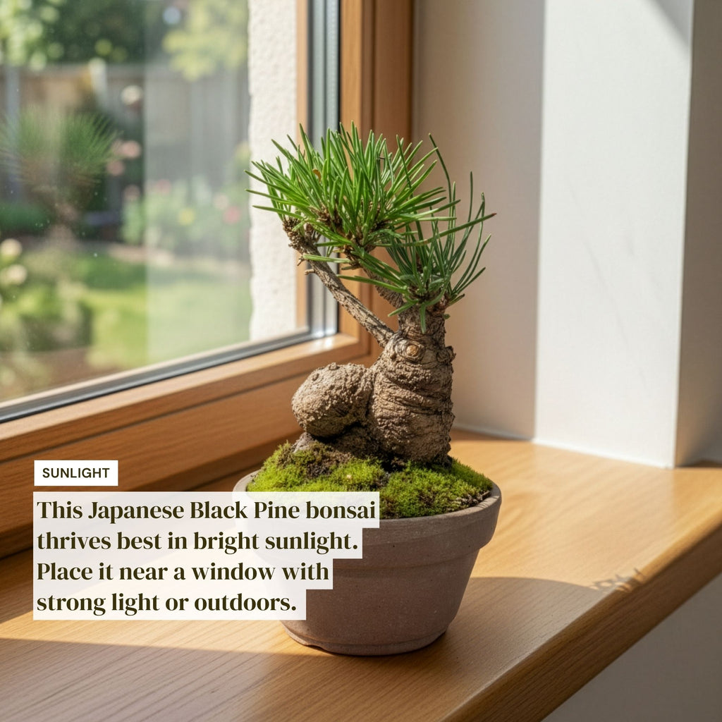 Hand-Cultivated Japanese Black Pine Bonsai with Sculptural Ball-Shaped Trunk