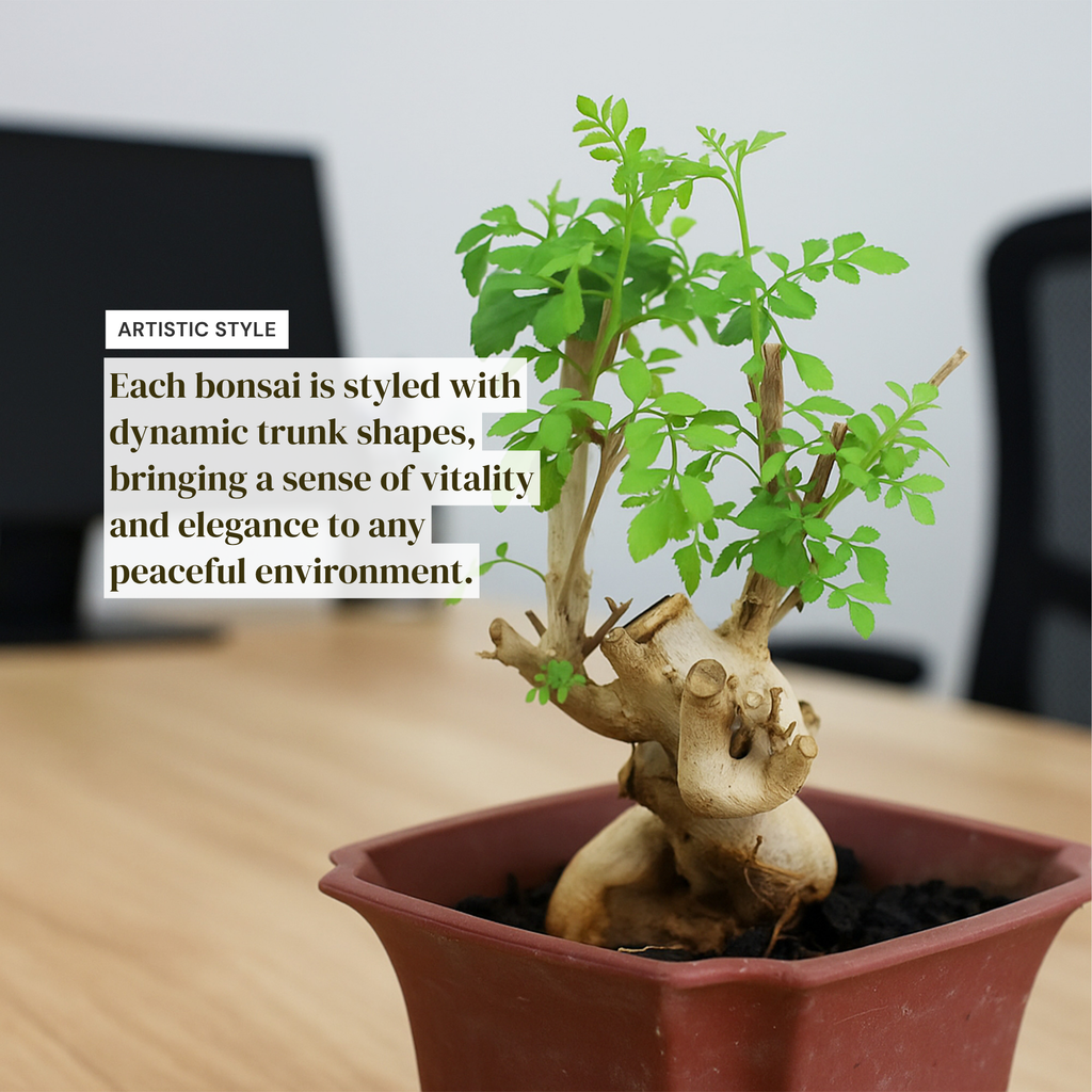 Ash Bonsai Old Stump – 10-Year-Old Mini Bonsai with Thick Trunk